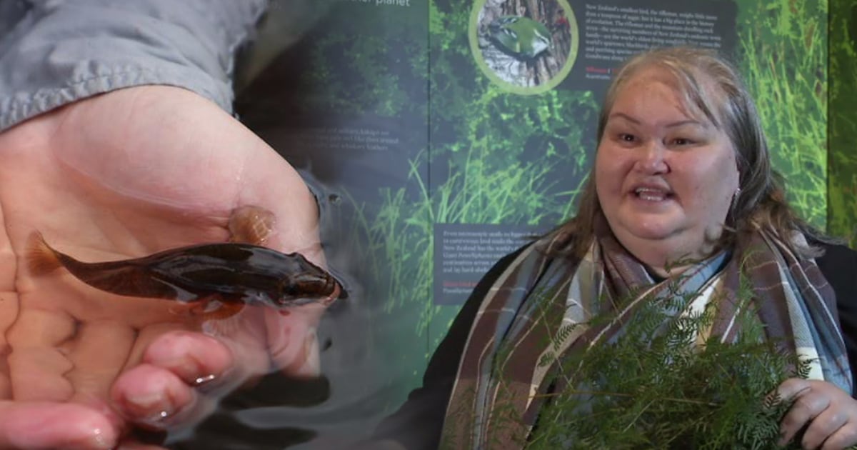 Photo of Indigenous method used for freshwater fish conservation efforts