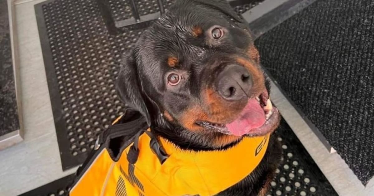 Rottweiler life sale jacket