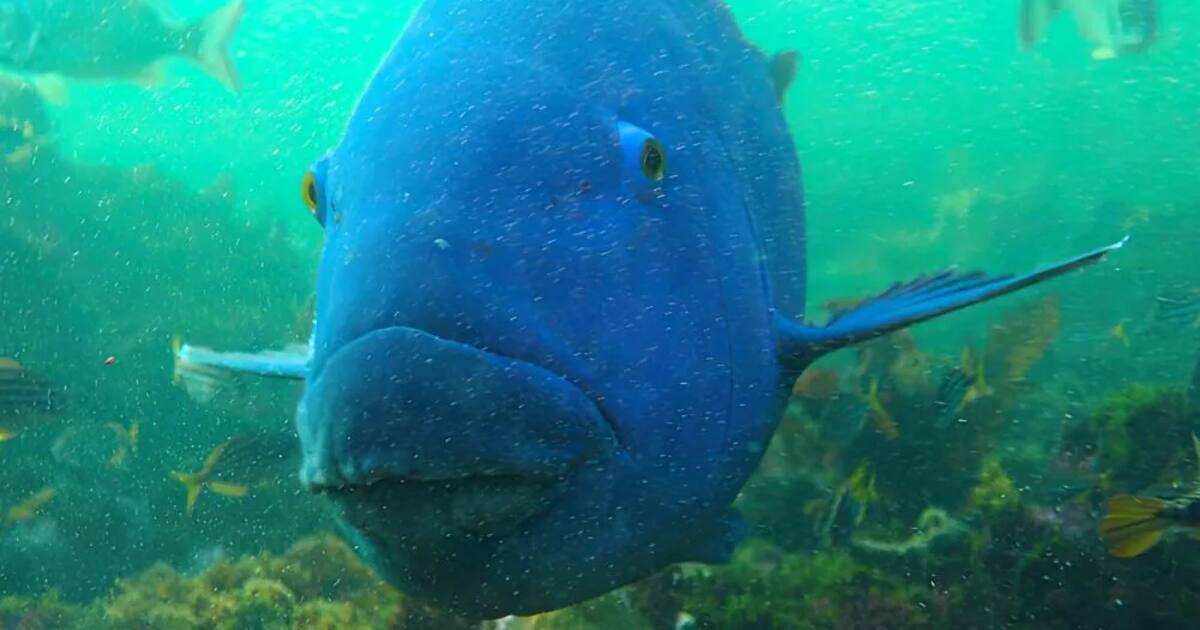 Groper fish deals