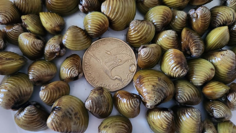 Freshwater gold clams.