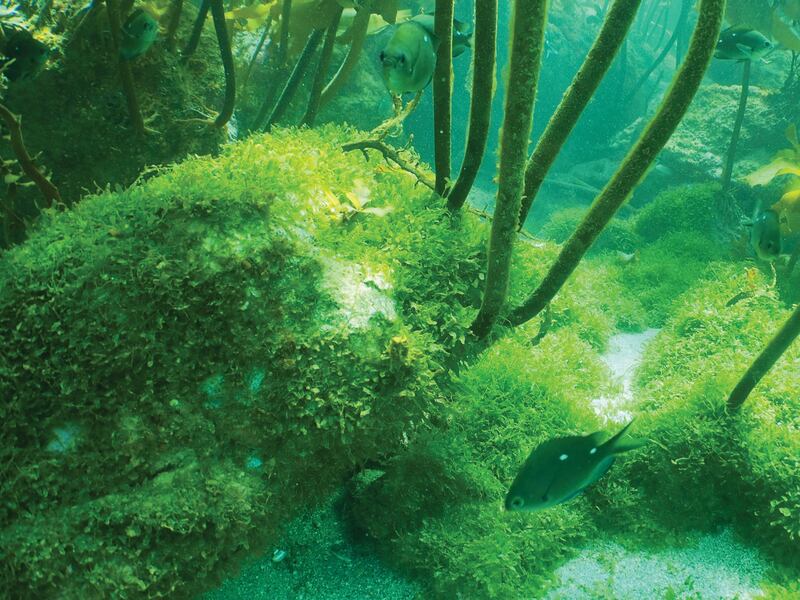 This bright green invasive caulerpa seaweed is smothering the delicate marine ecosystem on Aotea, Great Barrier Island, and has spread to Te Tai Tokerau and now Tāmaki Makaurau.