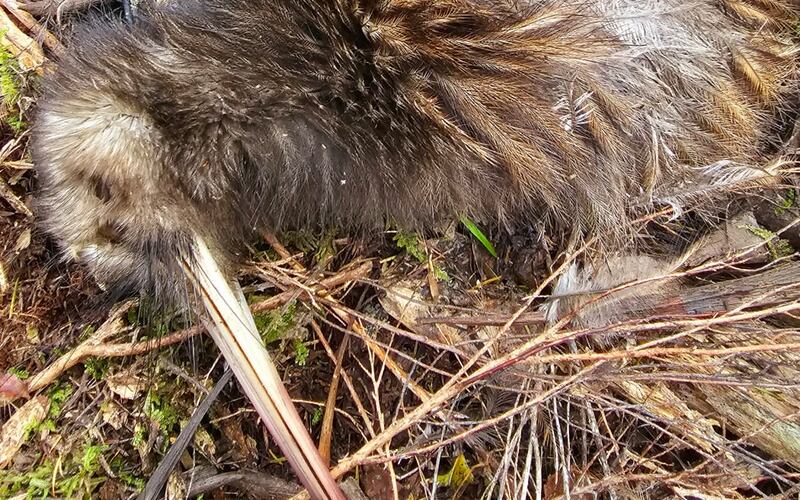 Six kiwi have been found dead in Ōpua Forest in the past fortnight.