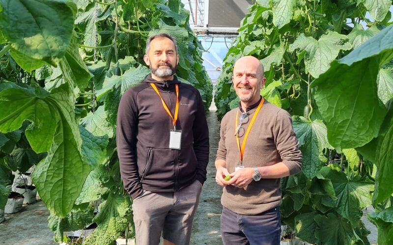 Boyd Warren and Steve Rossell in a tunnel house full of cucumber plants.