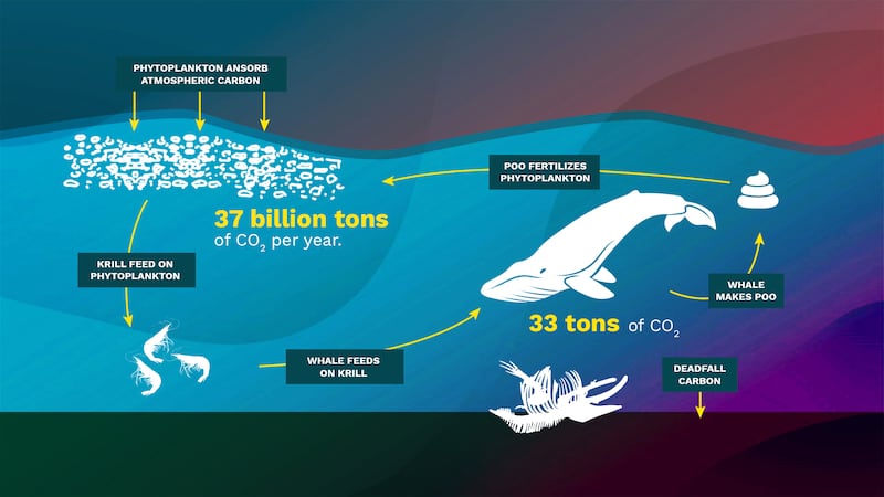 Whale system - What a living whale is worth -- and why the economy should protect nature