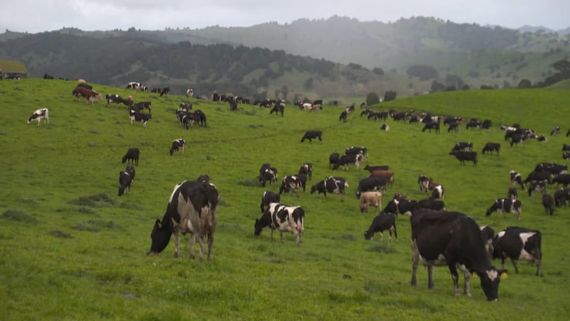 Cattle, Carbon Emissions