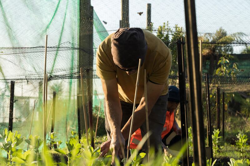 Planting gets under way at the He Tipu nursery near Taupō.