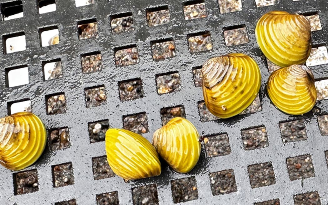 One Gold clam can produce 400 juveniles a day.