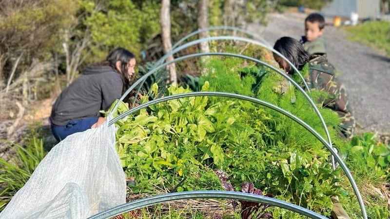 Heeni Hoterene's children: Keteriki, Ouenuku and Karirikura tend to the vege beds.