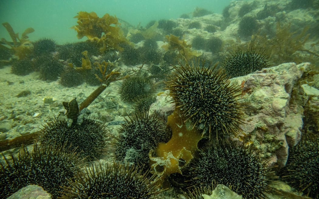 El cultivo de kina y la restauración de algas marinas crean oportunidades para el lúpulo – Te Ao Maori News