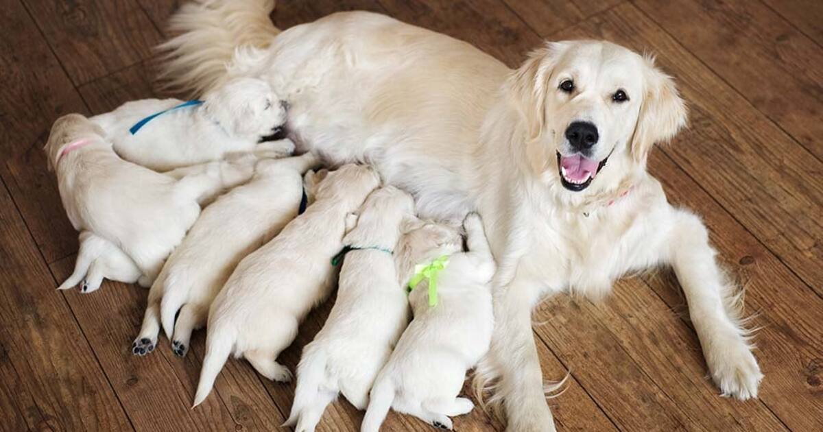 Backyard breeder golden hotsell retriever
